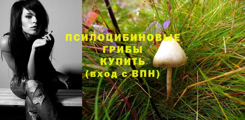 omg ссылка  Алушта  Галлюциногенные грибы Psilocybe  где найти  